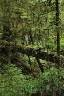 Enorme tronco caído de cedro Vermelho faz ponte natural em trilha do Pacific Rim Nat. Park, na região de Tofino, na British Columbia, no Canadá